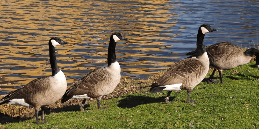 Missouri-Pest-Geese