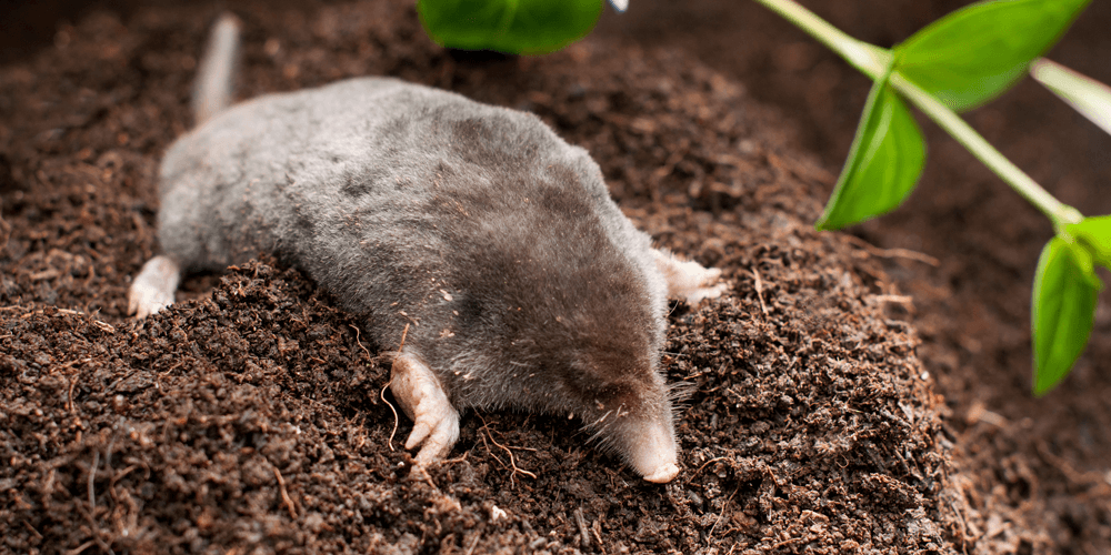 Missouri-Pest-Moles