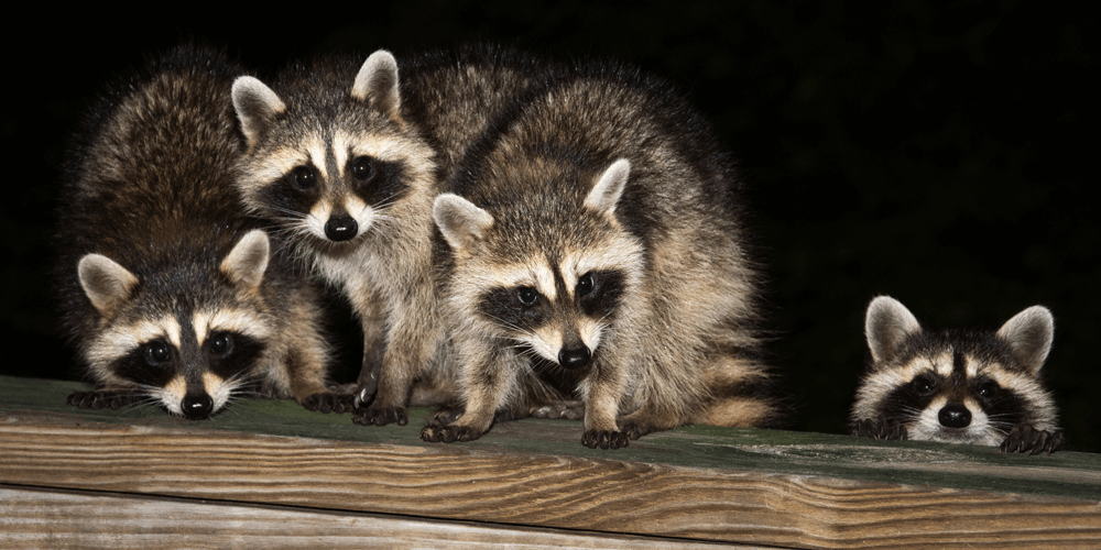 Missouri-Pest-Raccoons