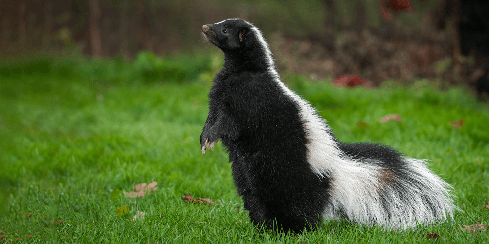 Missouri-Pest-Skunks