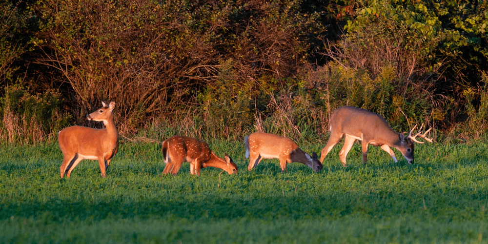 Missouri-Pest-White-Tail-Deer