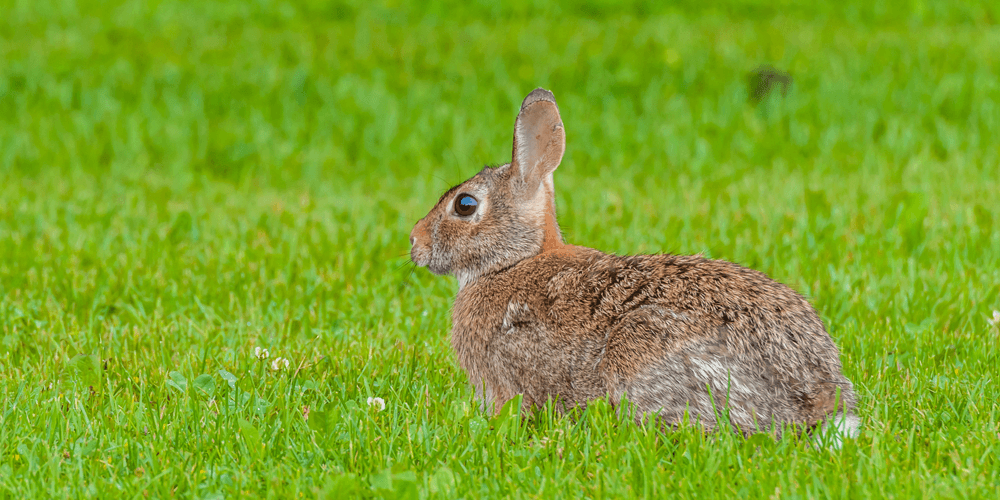 Missouri-Pest-rabbit