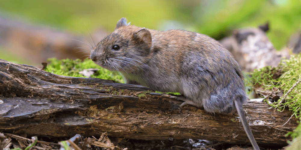 Missouri-Pest-voles