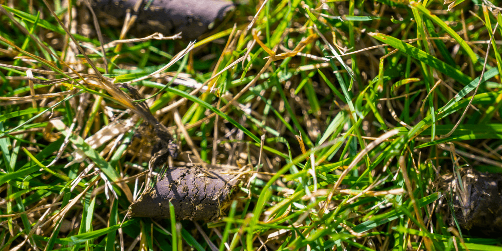 Aeration-Pellats-Lawn-Aeration-in-StLouis-2