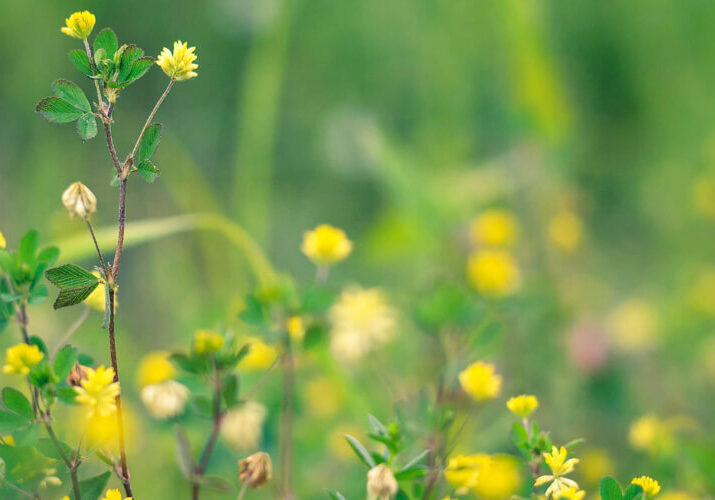Black-Medic-Missouri-Lawn-Weed Black-Medic-Missouri-Lawn-Weed