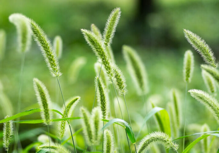 Foxtail-Missouri-Lawn-Weed Foxtail-Missouri-Lawn-Weed