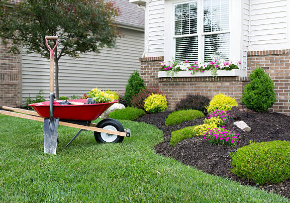 Wheelbarrow standing on a neat manicured green lawn alongside a flowerbed while planting a celosia flower garden around a house with fresh spring plants
