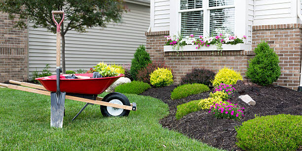 Wheelbarrow standing on a neat manicured green lawn alongside a flowerbed while planting a celosia flower garden around a house with fresh spring plants