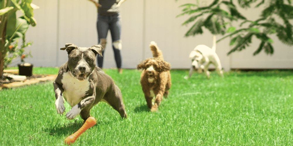 Lawn-Traffic_Lawn-Aeration-in-StLouis-2