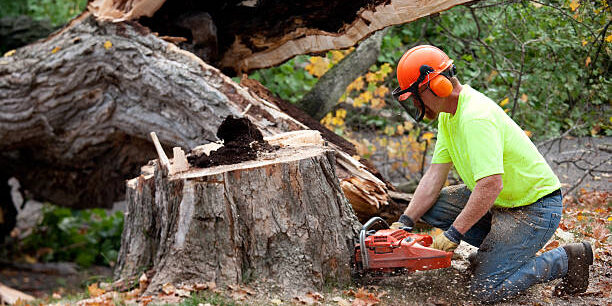 "A real tree trimmer, or construction worker at work outside.Shot with Canon 1Ds Mark II, image processed from a 16 bit RAW file."