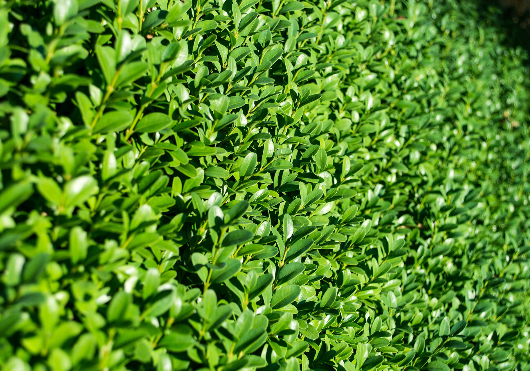 hedge-trimming hedge-trimming