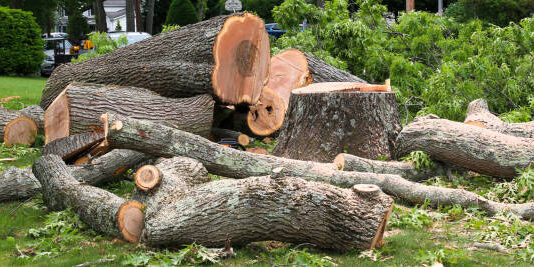 Tree stump and large portions of stump in a pile on a lawn after a tree removal company cut it down.