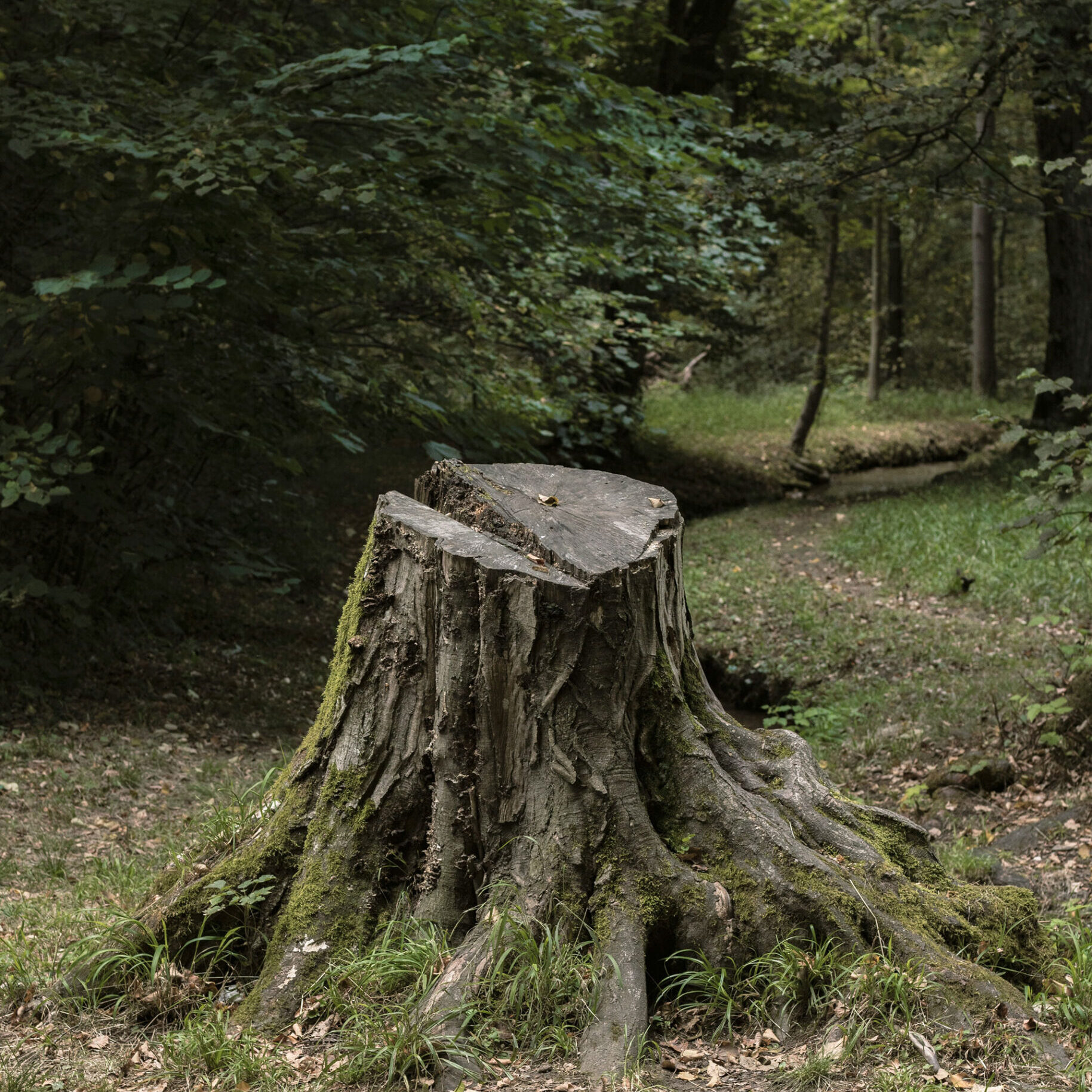 stump-grinding stump-grinding